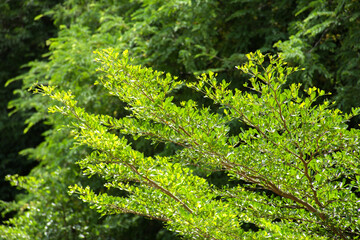 Tropical tree branch and green leaf.