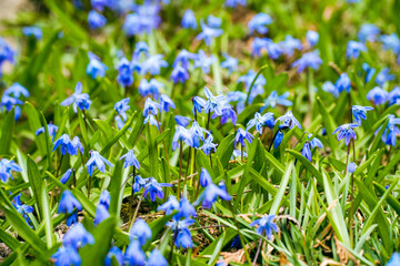 blue flowers scilla spring - obrazy, fototapety, plakaty