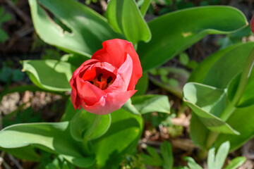 Rosa rote Tulpe in Knospe und kurz vor dem Aufblühen in meinem Garten.