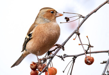 Buchfink frisst Beeren