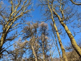 A view up through the top of some deciduous larch trees with clear blue sky behind.