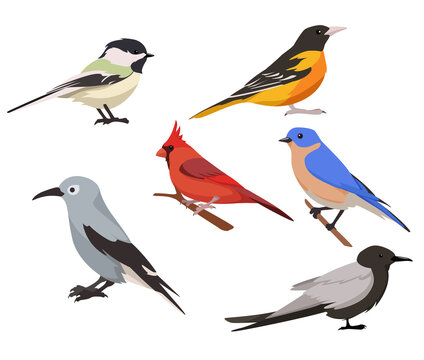 Vector set of birds in cartoon style isolated on white background. Types of birds in the picture black-capped chickadee, baltimore oriole, cardinal, eastern bluebird, black tern.