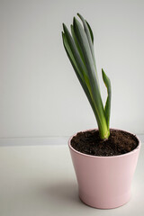 indoor green flower in a pink pot, on a white background, empty space