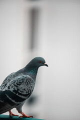 pigeon on the wall