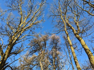 A view up through the top of some deciduous larch trees with clear blue sky behind.