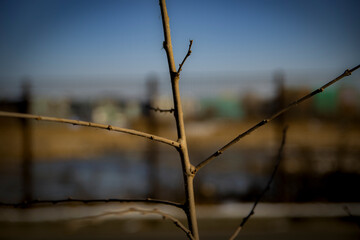 Fototapeta premium 외로운 나무가지