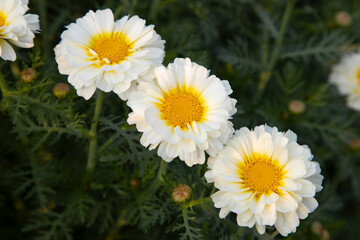 Obraz premium White Yellow Three Daisy Flowers top view in the garden