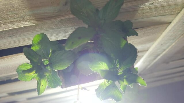 Green Plant Hang On Wooden Ceiling Against Bright Light. Zoom In