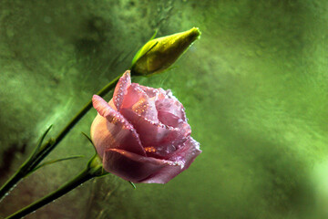 Różowy kwiat w kropelkach deszczu - obrazy, fototapety, plakaty