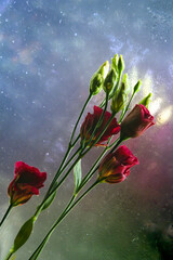 Czerwone kwiaty © Gabriela