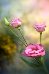 gałązka różowych kwiatów - obrazy, fototapety, plakaty