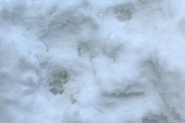 Cat paw print in the snow.