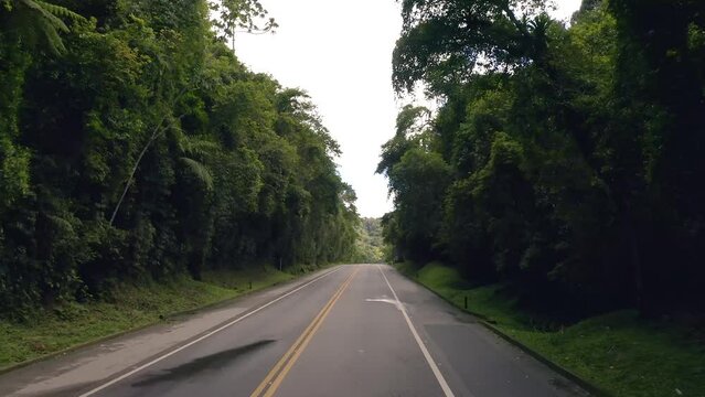 The road through a forest. Tropical forest.