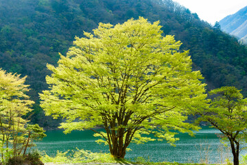 新緑の木