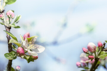 Beautiful flowers on a branch of an apple tree against the background of a blurred garden