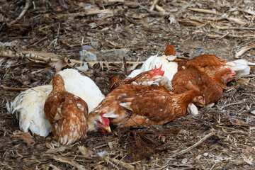 The Rhode Island red hen is sleep and rest on floor in garden