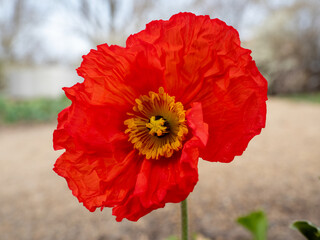 Tulip flower close up. macro photography.