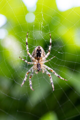 spider on web