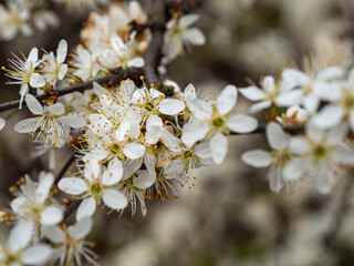 Fototapeta premium Branch with flowers of an apple tree close-up.
