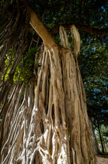 Roots of a Hawaiian Banyan tree.