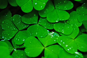 Green clover leaves close up with dew drops on a sunny spring morning