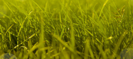 Summer green grass background. Abstract outdoor grass, selective focus