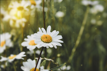 Abstract summer background with spirng daisy, chamomile flowers. Copy space for text