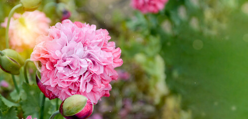 Spring flowers banner. Pink fluffy popy flowers blooming in the garden.