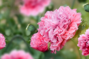 Spring flowers background. Pink fluffy popy flowers blooming in the garden.