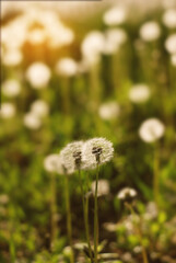 Fluffy dandelions flowers in green grass. Summer background. Spring abstract concept
