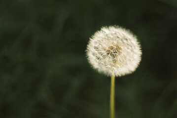One fluffy dandelion in green grass. Summer abstract background. Vintage style