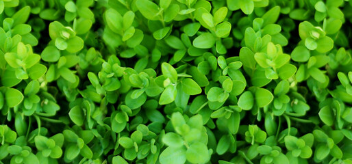 Abstract green leaves texture banner. Summer time, sunny day