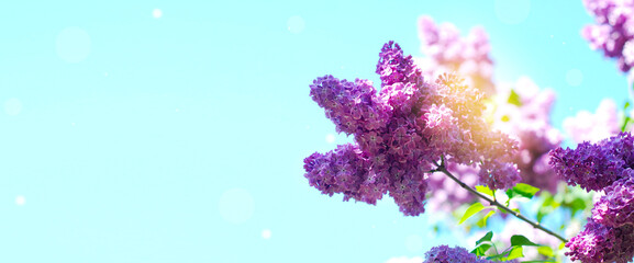 Fototapeta na wymiar Blooming spring lilac flowers on blue sky banner. Spring colorful purple flowers. Copy space.