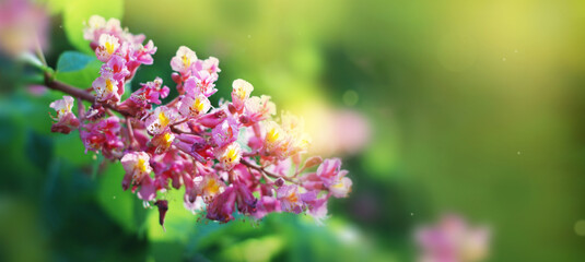 Blooming chestnut tree flowers. Pink blossomed flowers in spring gardening.Copy space.