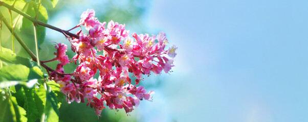Blooming chestnut tree flowers. Pink blossomed flowers in spring gardening.Copy space.