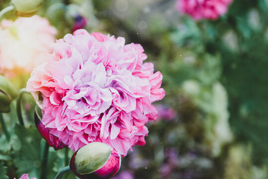 Flower background. Pink fluffy popy flowers blooming in the garden. Selective focus. Abstract floral imange