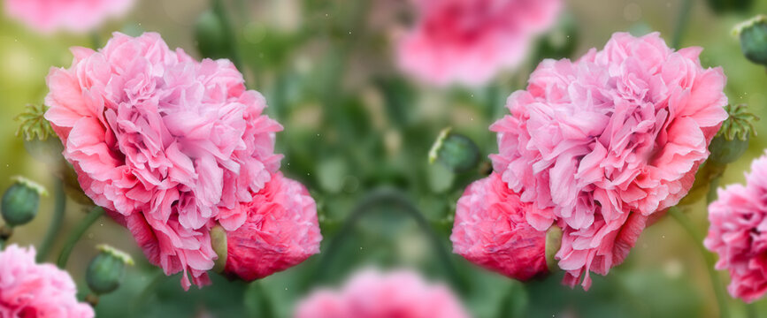 Spring flowers banner. Pink fluffy popy flowers blooming in the garden.