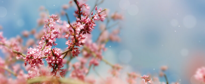 Cherry blossom flowers. Blooming pink flower tree brunch over blue sky. Selective focus. Copy space.