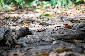 Eyebrowed Thrush