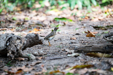 Eyebrowed Thrush