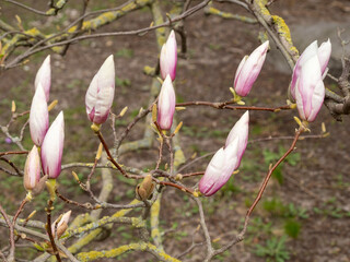 Magnolia bloom in spring. delicate magnolia flowers bathed in sunlight.
