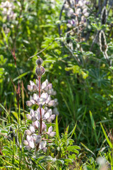 Flowers and buds of pink lupine closeup on a blurred background.