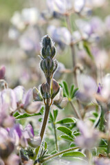 Flowers and buds of pink lupine closeup on a blurred background.