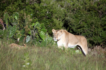 Fototapeta na wymiar Lioness in early morning sunshine, Eastern Cape, South Africa 