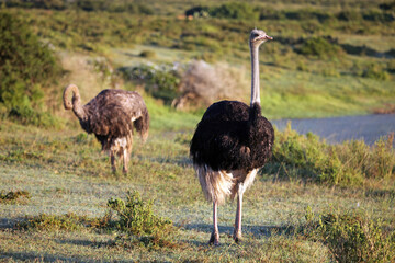 Male and female ostrich, Eastern Cape, South Africa
