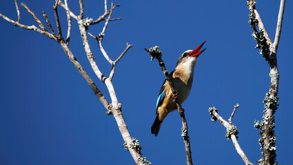 Mangrove Kingfisher calling, Eastern Cape, South Africa
