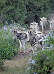 Fototapeta na wymiar Zebra among flowering plumbago bushes, Eastern Cape, South Africa 