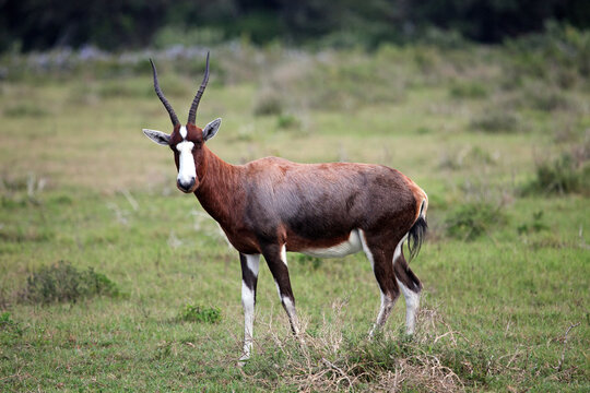 Lone male Blesbok, Eastern Cape, South Africa
