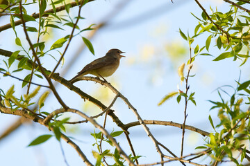 Fitis im Frühjahr in der Oberlausitz	