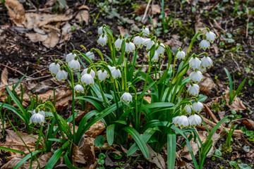 Snowflake flowers in a garden